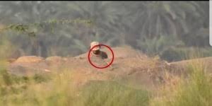 قناصة القوات المشتركة تصطاد خمسة حوثيين بجبهات الحديدة