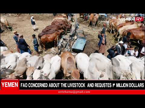 FAO CONCERNED ABOUT THE LIVESTOCK IN YEMEN AND REQUSTES 3 MILLION DOLLARS