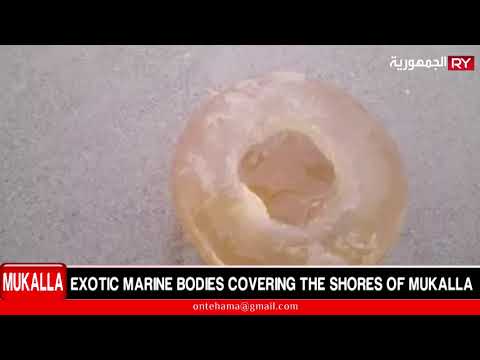 EXOTIC MARINE BODIES COVERING THE SHORES OF MUKALLA