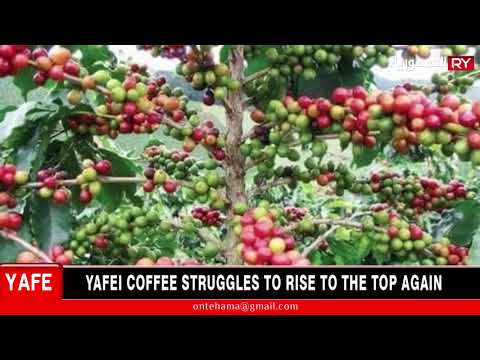 YAFEI COFFEE STRUGGLES TO RISE TO THE TOP AGAIN